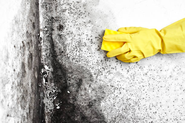 Professional Mold Removal in Bell, CA