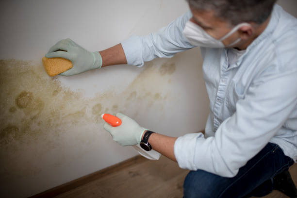 Best Black Mold Removal  in Bell, CA