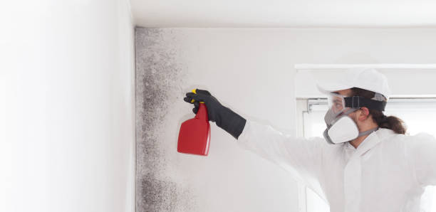 Best Home Mold Removal  in Bell, CA