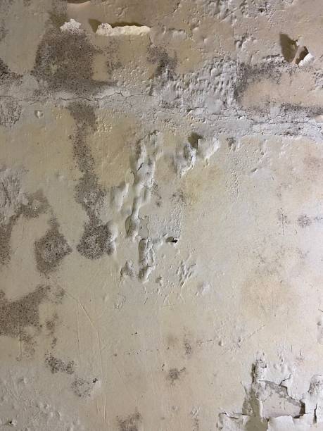 Best Same-Day Mold Removal  in Bell, CA