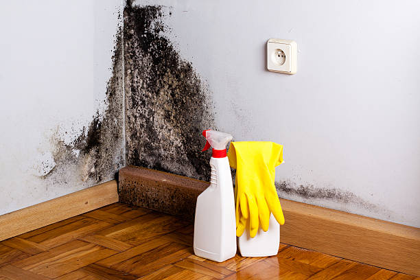 Best Mold Remediation  in Bell, CA