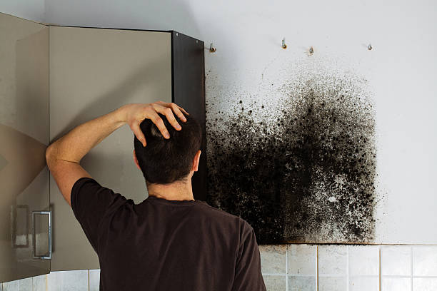 Best Commercial Mold Removal  in Bell, CA