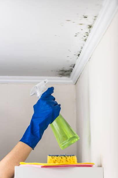 Mold Testing and Removal in Bell, CA
